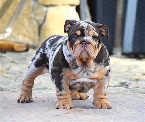 Bulldog ingles barcelona PenalbaWeb.com
