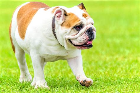 Bulldog ingles frances PenalbaWeb.com