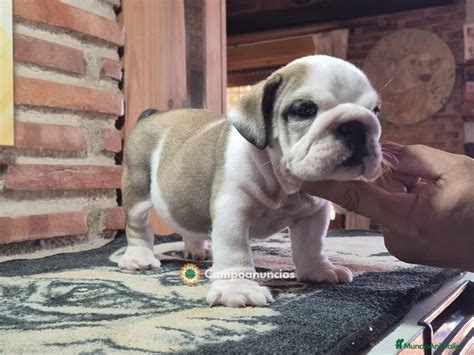 Bulldog ingles madrid PenalbaWeb.com