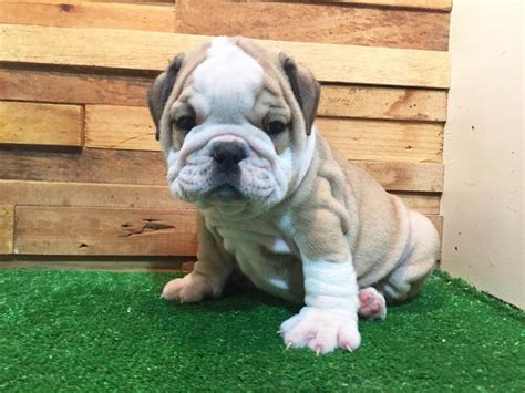 Bulldog ingles pedigree PenalbaWeb.com
