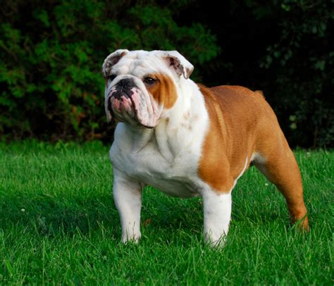 Bulldog ingles PenalbaWeb.com
