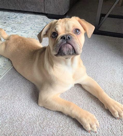 Bulldog pug PenalbaWeb.com