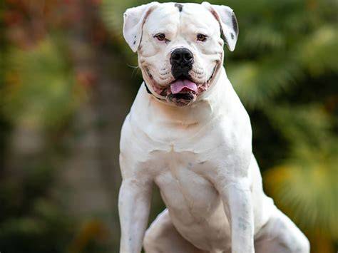 Bulldog PenalbaWeb.com
