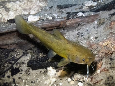 Bullhead PenalbaWeb.com