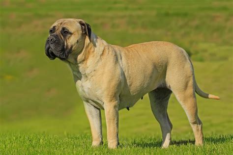 Bullmastiff PenalbaWeb.com