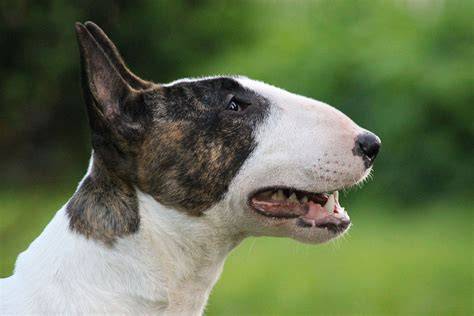 Bullterrier PenalbaWeb.com