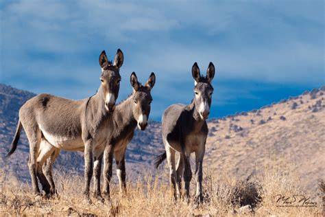 Burros PenalbaWeb.com