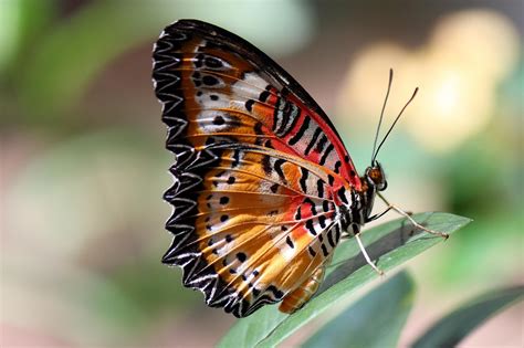 Butterfly PenalbaWeb.com
