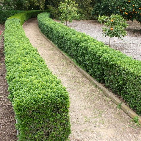 Buxus PenalbaWeb.com