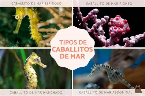 Caballitos PenalbaWeb.com
