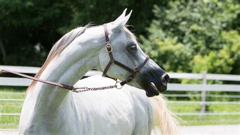 Caballo arabe PenalbaWeb.com