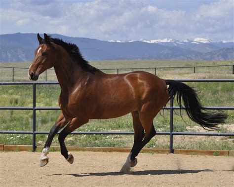 Caballo castano PenalbaWeb.com