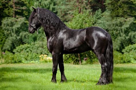 Caballo frison PenalbaWeb.com