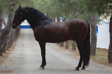 Caballo hispano arabe PenalbaWeb.com