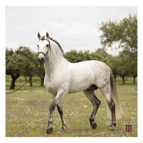 Caballo pre PenalbaWeb.com