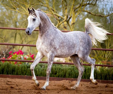 Caballos arabes PenalbaWeb.com