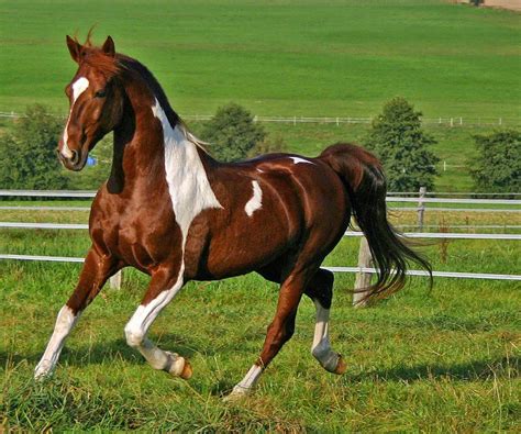 Caballos fotos PenalbaWeb.com