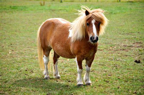 Caballos ponis PenalbaWeb.com