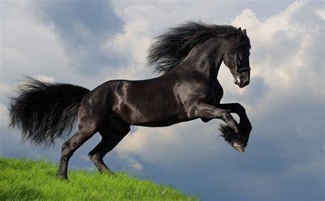 Caballos PenalbaWeb.com
