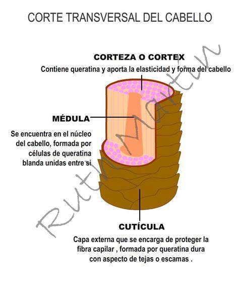 Tu cabello PenalbaWeb.com