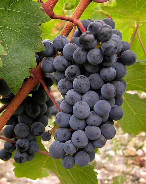 Cabernet sauvignon PenalbaWeb.com