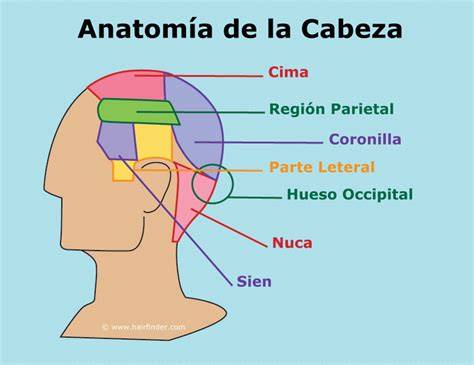 Cabeza cabello PenalbaWeb.com