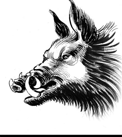 Cabeza jabali PenalbaWeb.com