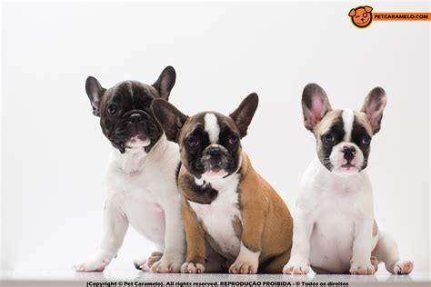 Cachorro bulldog frances PenalbaWeb.com
