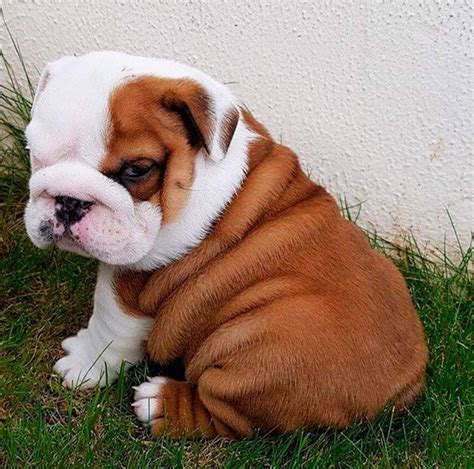 Cachorro bulldog ingles PenalbaWeb.com