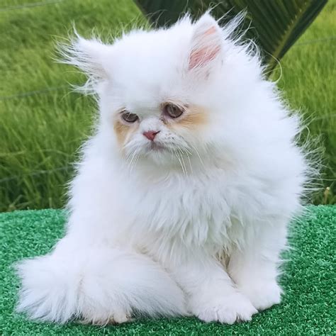 Cachorro gato persa PenalbaWeb.com