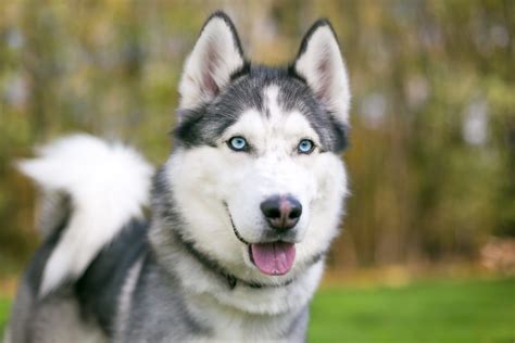 Cachorro husky PenalbaWeb.com