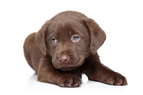 Cachorro labrador chocolate PenalbaWeb.com