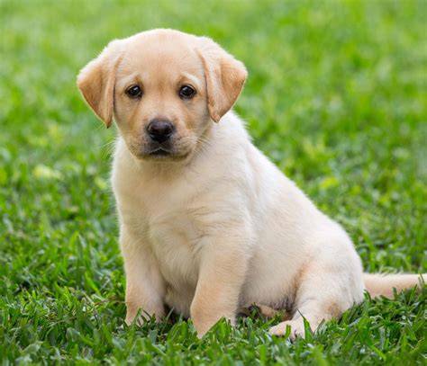 Cachorro labrador madrid PenalbaWeb.com