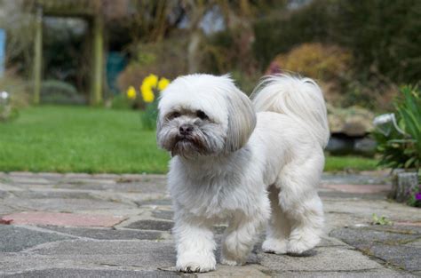 Cachorro lhasa apso PenalbaWeb.com
