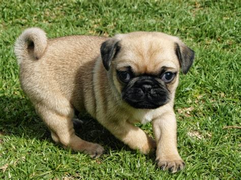 Cachorro pug PenalbaWeb.com