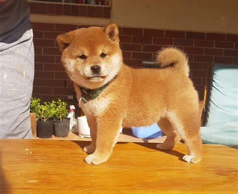 Cachorro shiba PenalbaWeb.com
