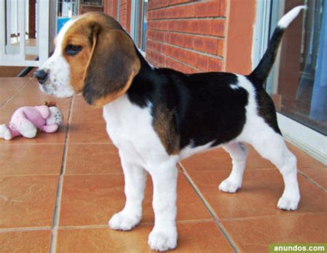 Cachorros beagle madrid PenalbaWeb.com