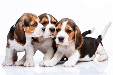 Cachorros beagle PenalbaWeb.com
