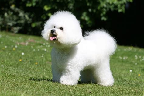 Cachorros bichon frise PenalbaWeb.com