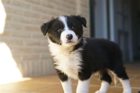 Cachorros border collie PenalbaWeb.com