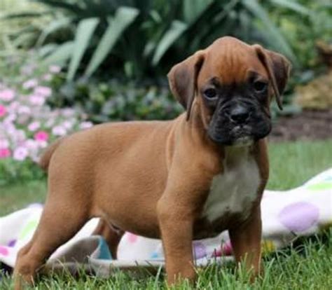 Cachorros de boxer PenalbaWeb.com