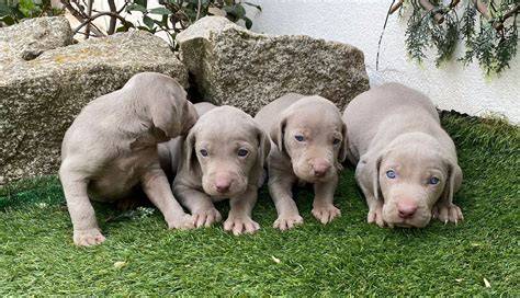 Cachorros braco PenalbaWeb.com
