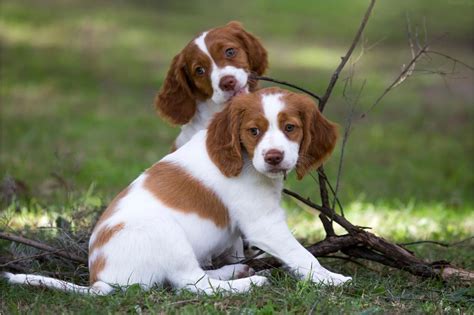 Cachorros breton PenalbaWeb.com