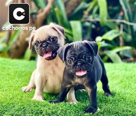 Cachorros carlino PenalbaWeb.com