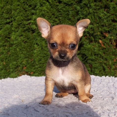 Cachorros chihuahua PenalbaWeb.com