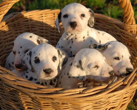 Cachorros dalmatas PenalbaWeb.com