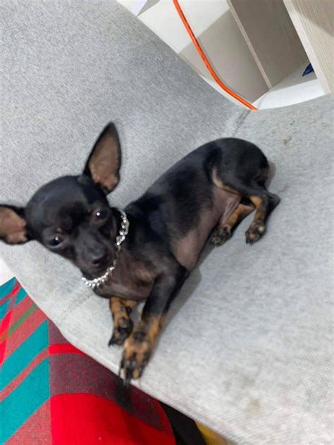 Cachorros doy PenalbaWeb.com