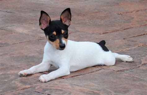 Cachorros fox terrier PenalbaWeb.com