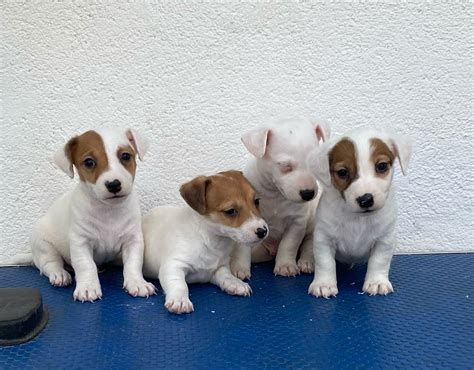 Cachorros jack russel PenalbaWeb.com