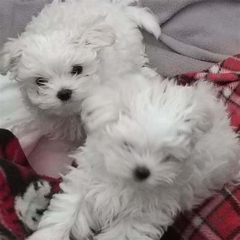 Cachorros maltes PenalbaWeb.com